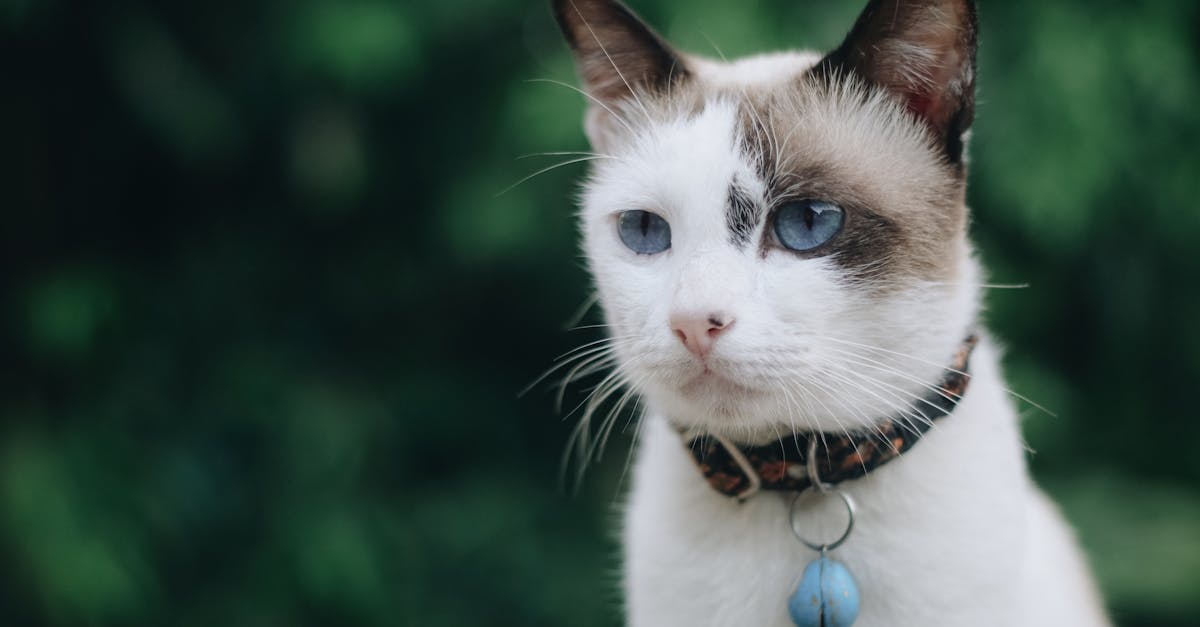 découvrez notre collection de colliers pour chats alliant confort, style et sécurité. offrez à votre félin un accessoire unique qui reflète sa personnalité tout en garantissant son bien-être. parfait pour les sorties en extérieur et identifiez facilement votre compagnon à quatre pattes.