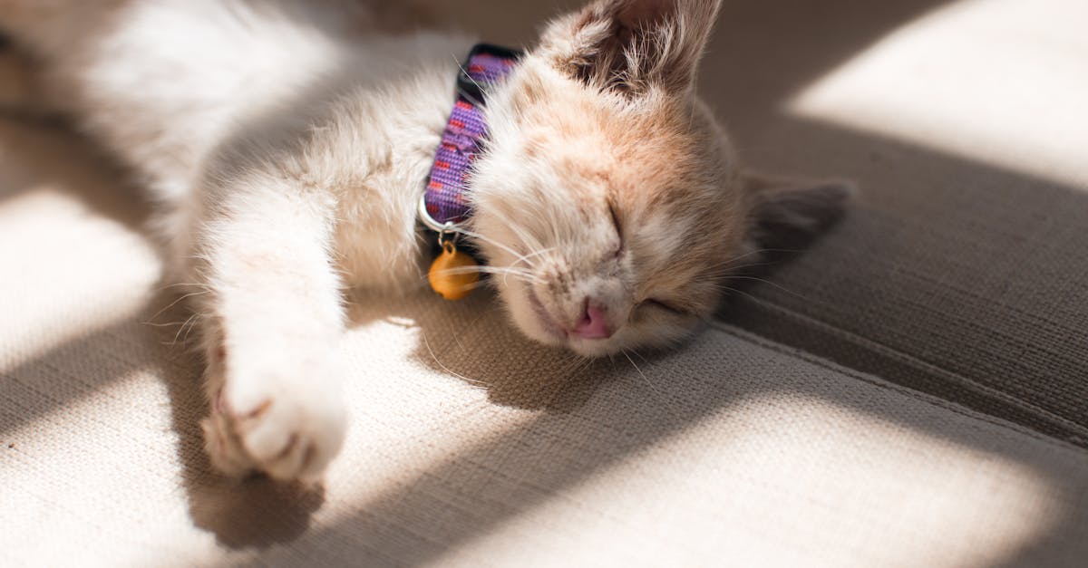 découvrez notre gamme de colliers pour chats alliant style et confort. offrez à votre félin un accessoire tendance tout en assurant sa sécurité avec nos colliers réglables et durables. parfait pour personnaliser le look de votre compagnon à quatre pattes!