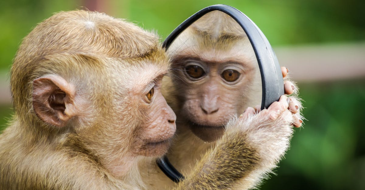 découvrez le monde fascinant des animaux : informations sur leurs habitats, comportements, espèces et conseils pour mieux les comprendre et les protéger.