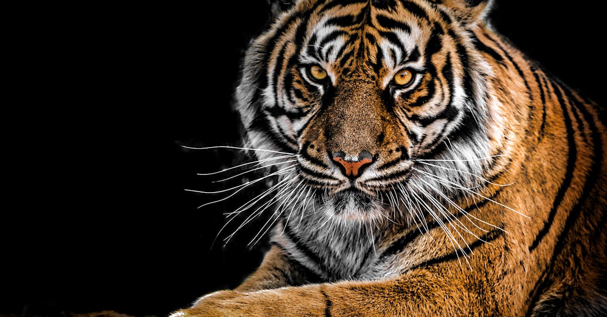 découvrez le monde fascinant des animaux : informations, caractéristiques, habitats et curiosités sur les différentes espèces. explorez et apprenez tout sur le règne animal !